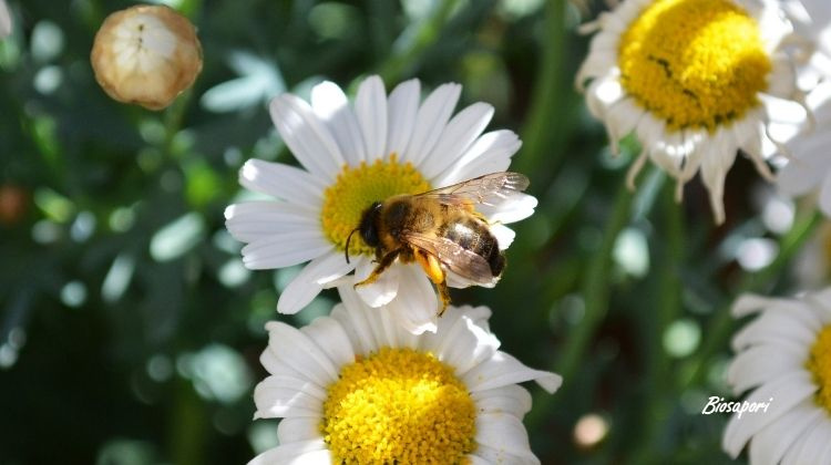 ECOSISTEMA E BENESSERE DELLE API